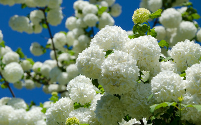 Viburnum opulus